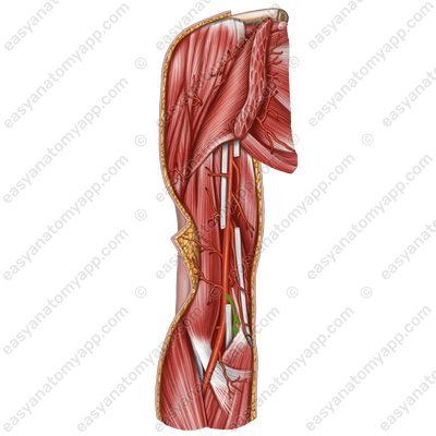 Inferior ulnar collateral artery (arteria collateralis ulnaris inferior)